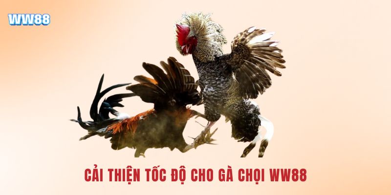 cai-thien-toc-do-cho-ga-choi-ww88