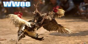 da-ga-ww88-doi-tien-that