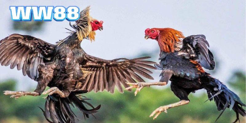 cac-giong-ga-choi-ww88-tot-nhat