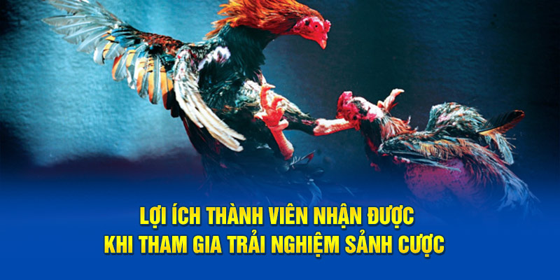 Lợi ích thành viên nhận được khi tham gia trải nghiệm sảnh cược