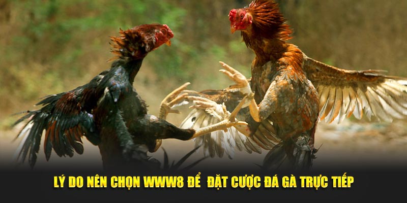 Lý do nên chọn WW88 để  đặt cược đá gà trực tiếp