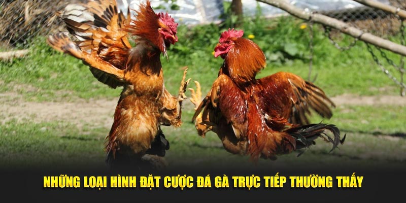 Những loại hình đặt cược đá gà trực tiếp thường thấy