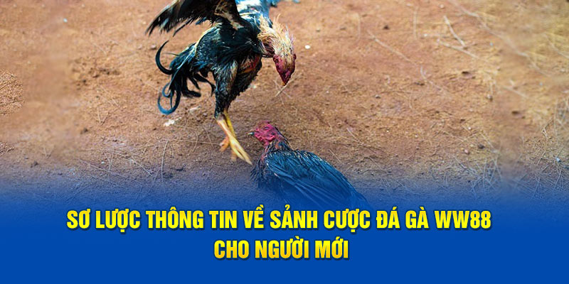 Sơ lược thông tin về sân chơi giải trí trực tuyến trên thị trường
